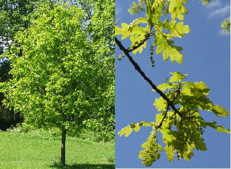 Quercus robur